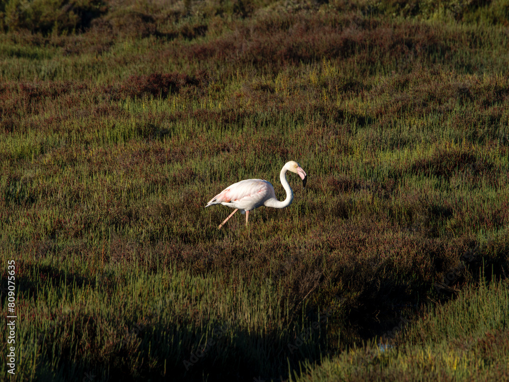 Fototapeta premium Flamingo in the Ebro River Delta. Flamingos in the Ebro Delta Natural Park, Tarragona. Great Flamingo (Phoenicopterus roseus), Ebro Delta Natural Reserve, Tarragona province, Catalonia, Spain