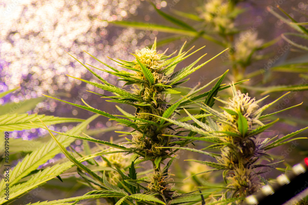 Cannabis in der Blühte