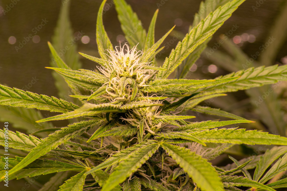 Cannabis in der Blühte Cannabis in der Blühte