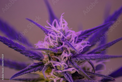 Cannabis in der Blühte