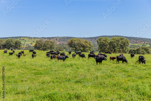 Black bulls in a bull farm