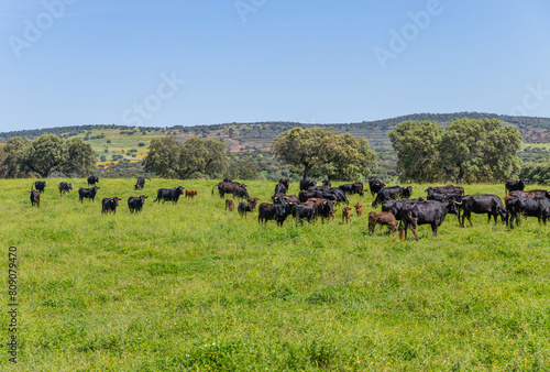 black bulls in a bull farm