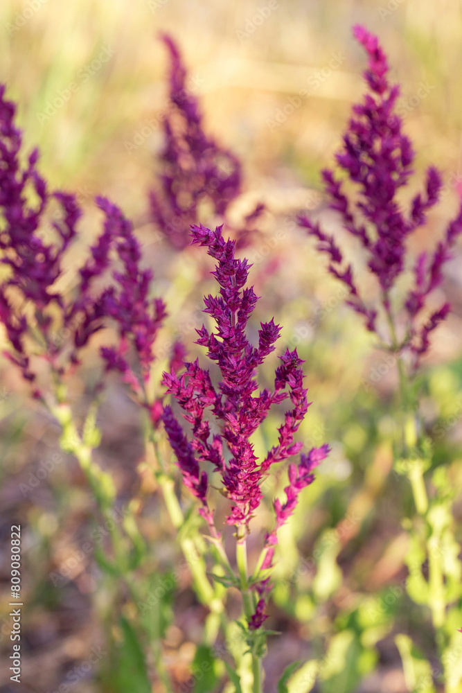Obraz premium Background or Texture of Salvia nemorosa 'Schwellenburg' in a Country Cottage Garden in a romantic rustic style