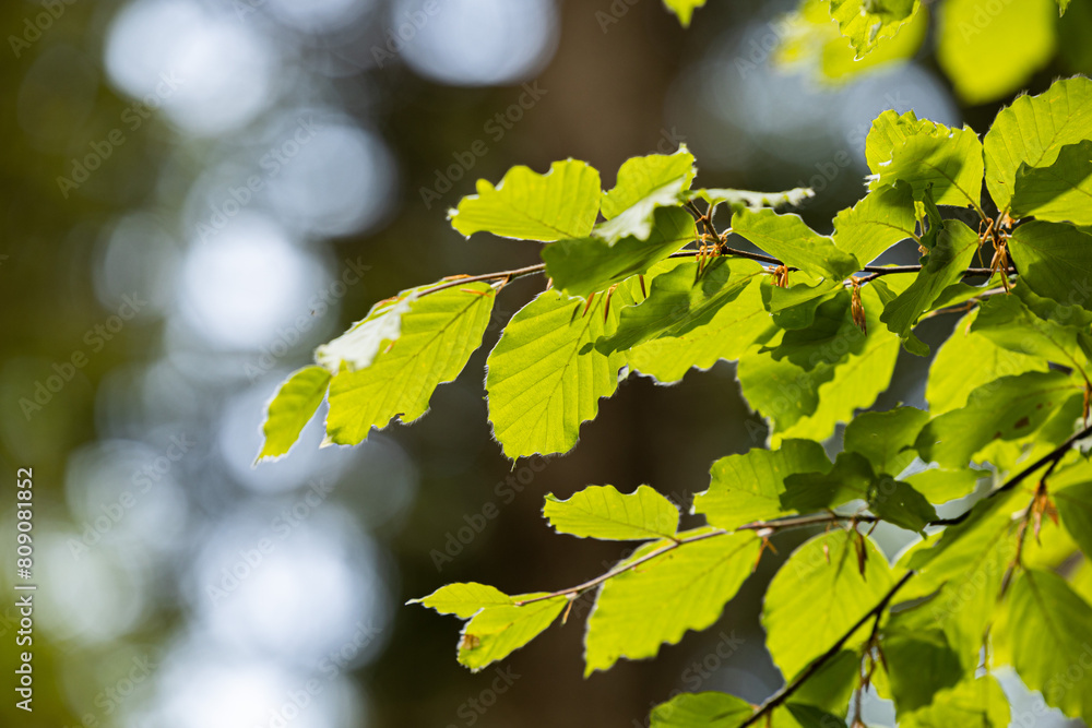 vista macro delle foglie verdi di un albero in primavera, illuminate da dietro dal sole, di giorno, con sfondo sfuocato ed effetto bokeh vista macro delle foglie verdi di un albero in primavera, illuminate da dietro dal sole, di giorno, con sfondo sfuocato ed effetto bokeh