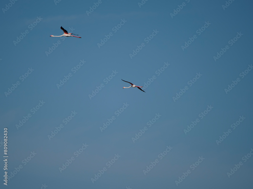 Fototapeta premium Flamingo in the Ebro River Delta. Flamingos in the Ebro Delta Natural Park, Tarragona. Great Flamingo (Phoenicopterus roseus), Ebro Delta Natural Reserve, Tarragona province, Catalonia, Spain