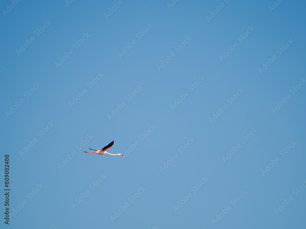 Flamingo in the Ebro River Delta. Flamingos in the Ebro Delta Natural Park, Tarragona. Great Flamingo (Phoenicopterus roseus), Ebro Delta Natural Reserve, Tarragona province, Catalonia, Spain Flamingo in the Ebro River Delta. Flamingos in the Ebro Delta Natural Park, Tarragona. Great Flamingo (Phoenicopterus roseus), Ebro Delta Natural Reserve, Tarragona province, Catalonia, Spain