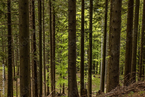 dettagli dei tronchi di alti e vecchi abeti in un grande bosco di montagna, nell'Italia nord orientale, di giorno, in primavera