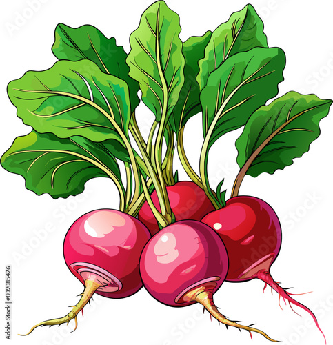 Bright Red Radishes with Green Tops vector, isolated on transparent background.