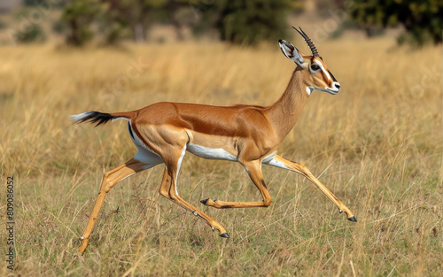 A beautiful antelope is running through the golden savannah. photo