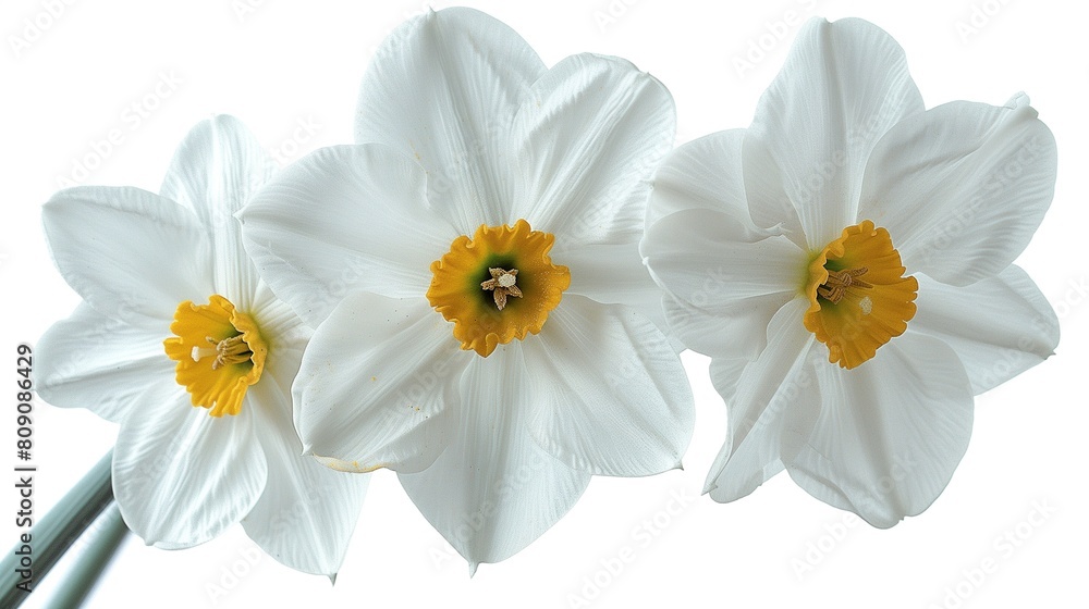 Obraz premium close up of narcissus flowers isolated on solid background