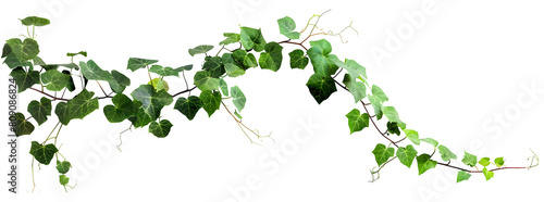 Bush grape or three-leaved wild vine cayratia (Cayratia trifolia) liana ivy plant bush, nature frame jungle border isolated on white background, clipping path included