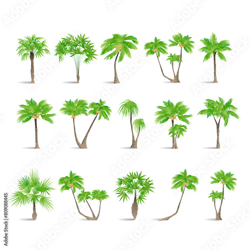 palm trees set isolated on white background of vector