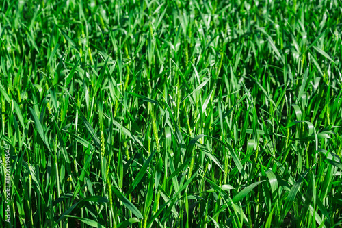 新緑の頃の麦畑 photo