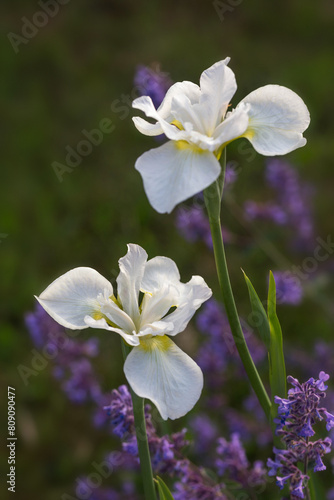 Blooming white Siberian iris in the garden