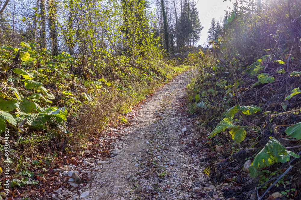 dirt road leading to the forest, autumn condition in nature dirt road leading to the forest, autumn condition in nature