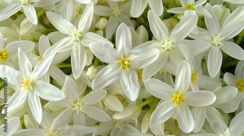A tight shot of numerous white blooms, yellow stamens positioned at their petal centers A tight shot of numerous white blooms, yellow stamens positioned at their petal centers
