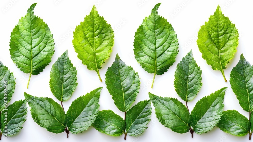A single green leaf in the center and another in the middle, surrounded by a multitude of green leaves against a white background A single green leaf in the center and another in the middle, surrounded by a multitude of green leaves against a white background