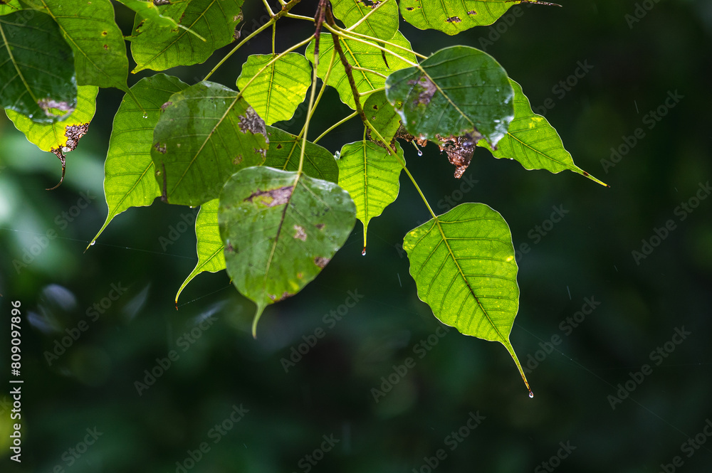 raining shower drop on leaf tree, close up of rainfall in jungle,Heavy Rain Falling on Tree Leaves in forest. droplets fixed on green leaves, Raining day in tropical forest. Raindrop in deep jungle. raining shower drop on leaf tree, close up of rainfall in jungle,Heavy Rain Falling on Tree Leaves in forest. droplets fixed on green leaves, Raining day in tropical forest. Raindrop in deep jungle.