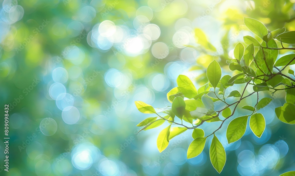green leaves background green leaves background