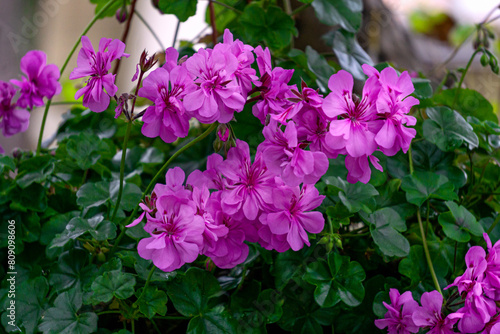 Bright lilac terry pelargonium in a flower pot in the garden.