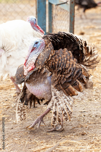 Turkey walks on a farm outside