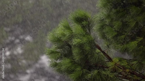 visuale dettagliata di una pioggia molto intensa che cade durante un temporale in mezzo a dei rami di un albero di pino photo