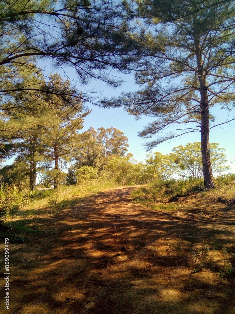 Fototapeta premium autumn in the forest