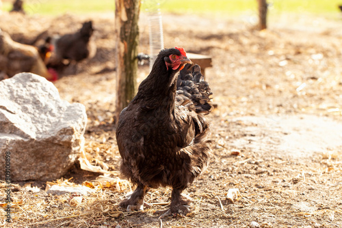 chickens and roosters walking on the farm on the street