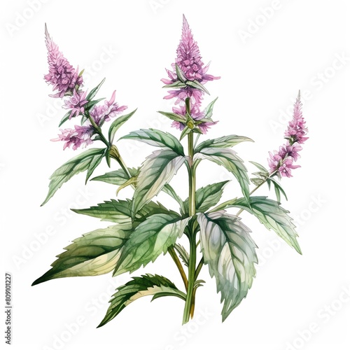 Motherwort