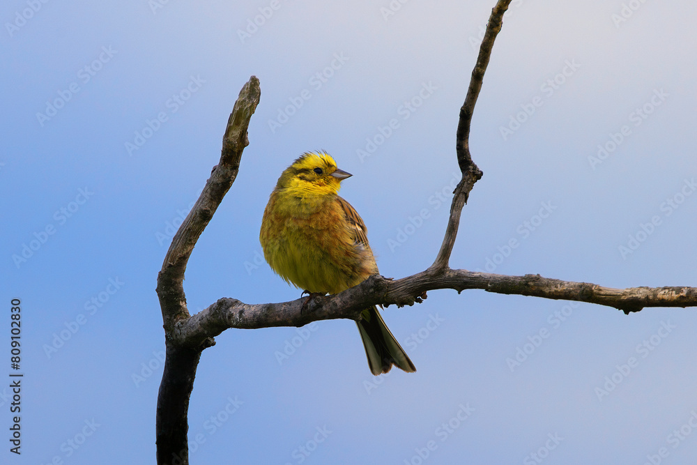 Obraz premium male yellowhammer on dead tree