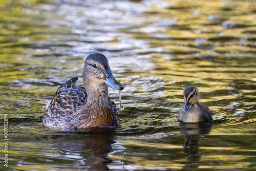 mother mallard duck with young chick © taviphoto