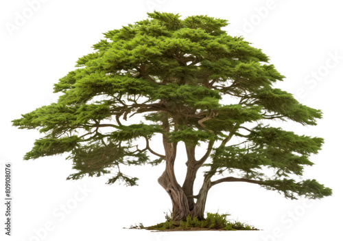 PNG Tree plant white background tranquility