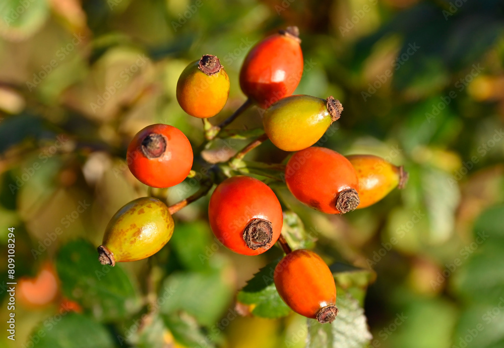 Bunch of dog rose Bunch of dog rose