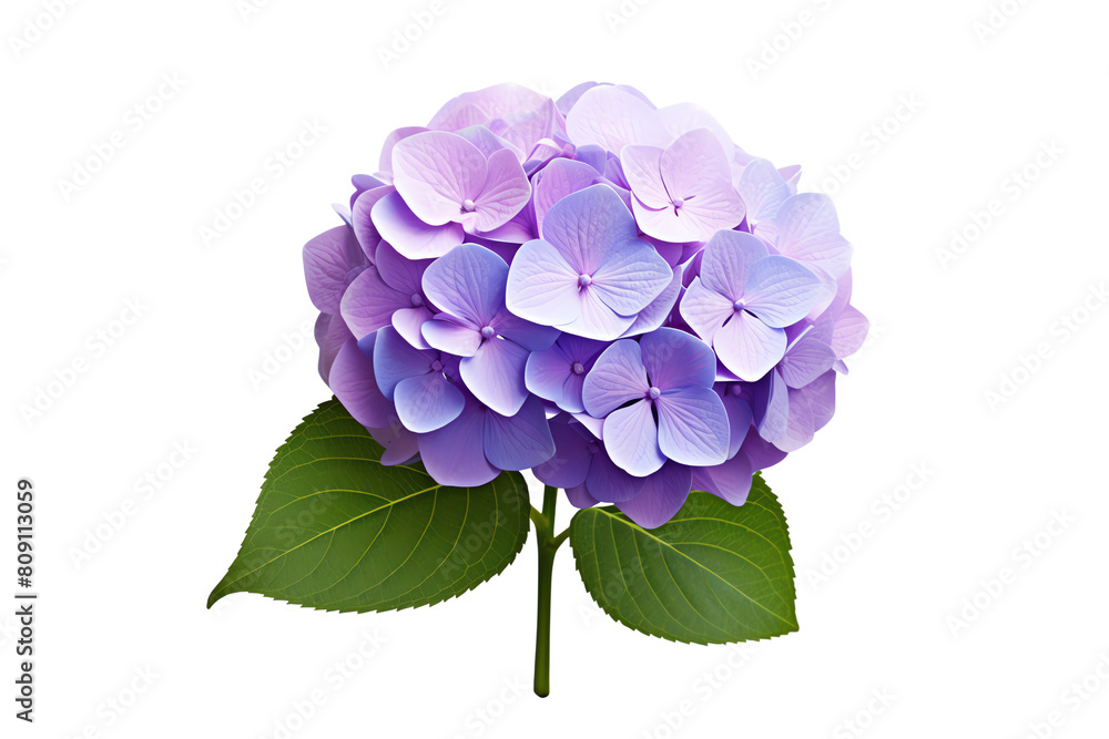 Purple Hydrangea flower isolated on transparent background. Purple Hydrangea flower isolated on transparent background.