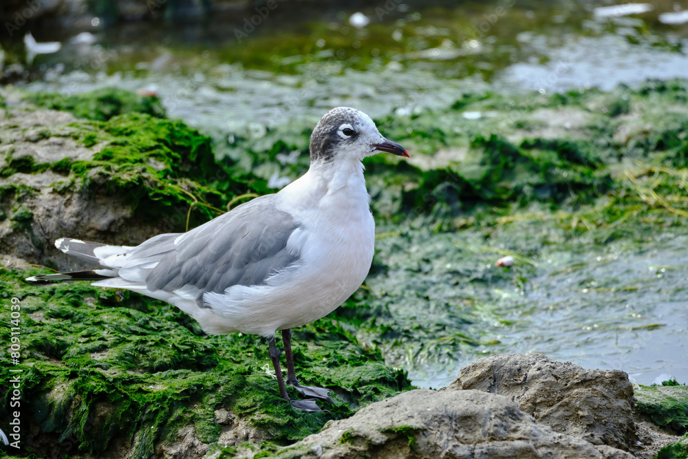 Franklin's Gull (Leucophaeus pipixcan), beautiful boreal migrants abundant during the months of October to May, perched on the shores of the beach. Peru. Franklin's Gull (Leucophaeus pipixcan), beautiful boreal migrants abundant during the months of October to May, perched on the shores of the beach. Peru.