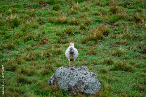 Andean Goose (Oressochen melanoptera), perched on the grass in a frontal view. Peru. photo