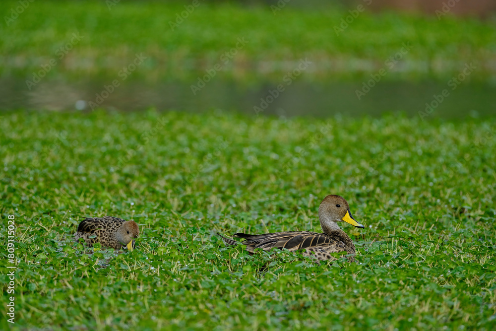 Yellow-billed Pintail (Anas georgica), beautiful duck on the shores of the Andean wetland. Peru.