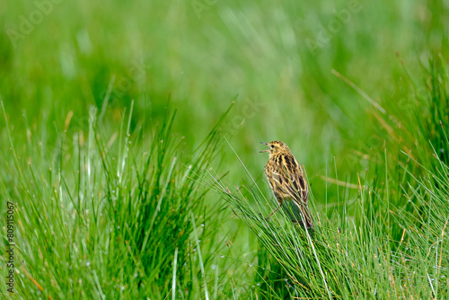 Correndera Pipit  Anthus correndera   perched on the grass trilling at dawn. Peru.