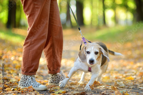 Φωτογραφία Young woman walking with disobedient Beagle dog in the autumn park