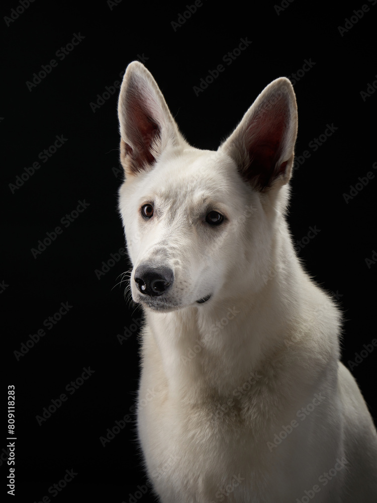 A white Swiss Shepherd dog gazes into the distance with poise, studio lighting highlights its dignified stance A white Swiss Shepherd dog gazes into the distance with poise, studio lighting highlights its dignified stance