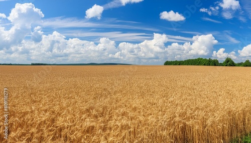 Beautiful landscape with field of wheat and blue summer 