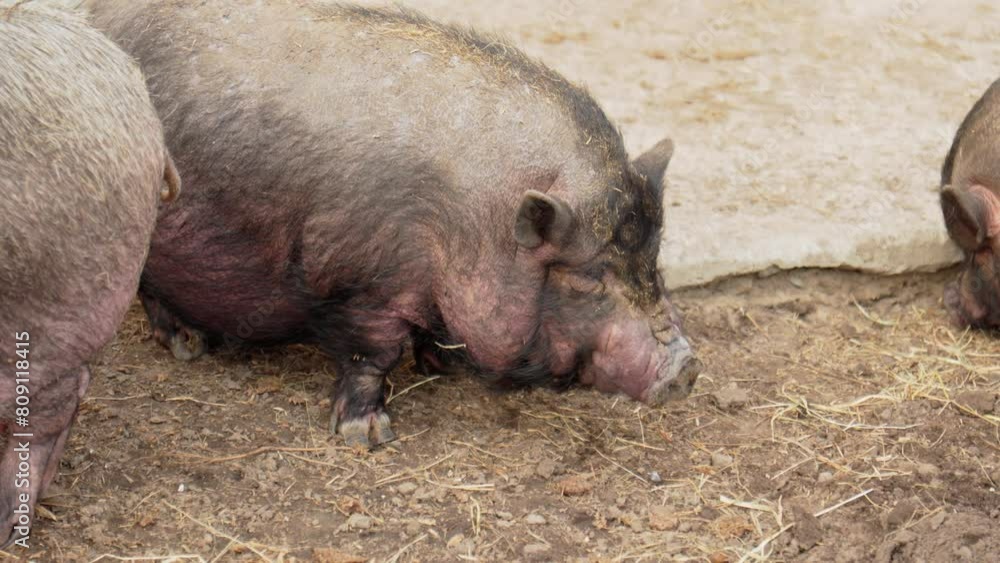 Pig are lounging atop a mound of hay in a farm setting. Selective focus Pig are lounging atop a mound of hay in a farm setting. Selective focus