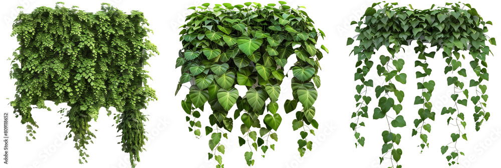 set of rainforest creepers with glossy leaves and thick growth, creating lush green walls, isolated on transparent background set of rainforest creepers with glossy leaves and thick growth, creating lush green walls, isolated on transparent background