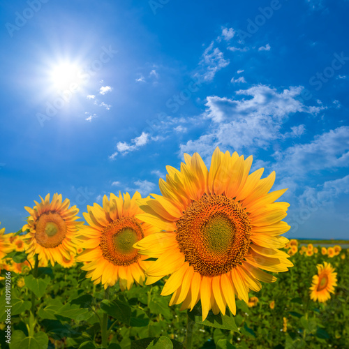 summer sunflower field under a sparkle sun  summer agricutural scene