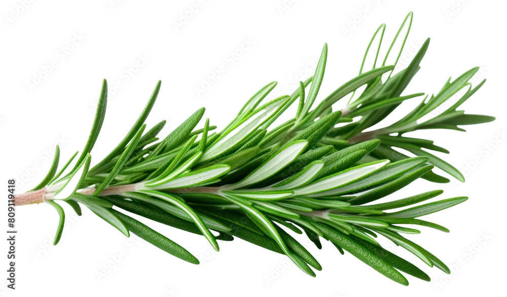 Fototapeta premium PNG Herbs rosemary herbal plant