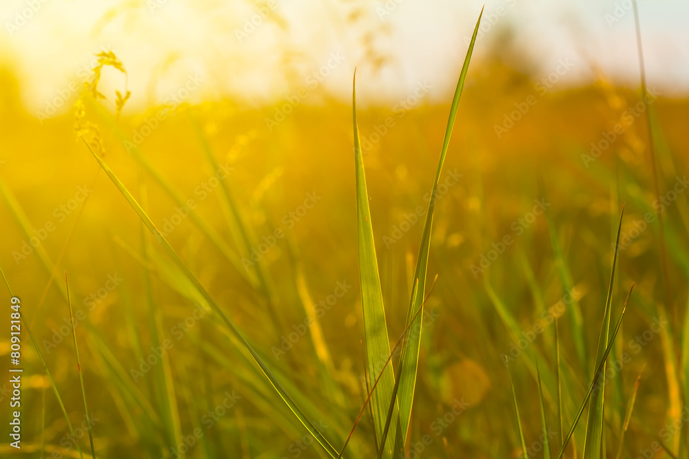 closeup prairie grass in light of evening sun