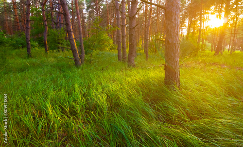 summer forest glade at the sunset