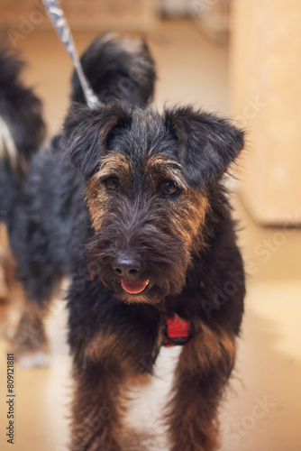 Close up of a Schnauzer, a small terrier breed, looking directly at the camera
