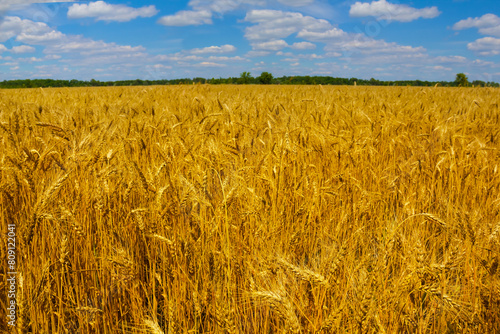 closeup summer wheat field under blue cloudy sky, summer agricultural landscape