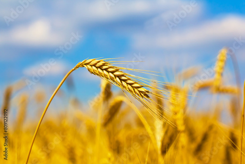 closeup summer wheat field under blue cloudy sky, summer agricultural landscape